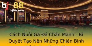 Cach Nuoi Ga A Chan Manh Bi Quyet Tao Nen Nhung Chien Binh Inh Cao Tai Bj88